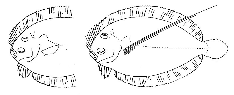 Representative of the family Bothidae; female left, male right (Gosline & Brock, 1960, fig. 21)